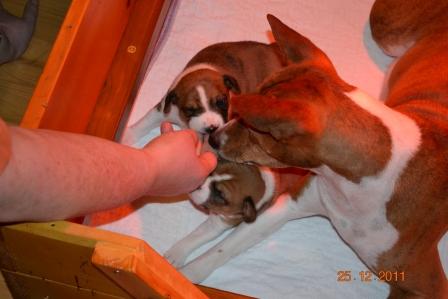 Brazil with her pups